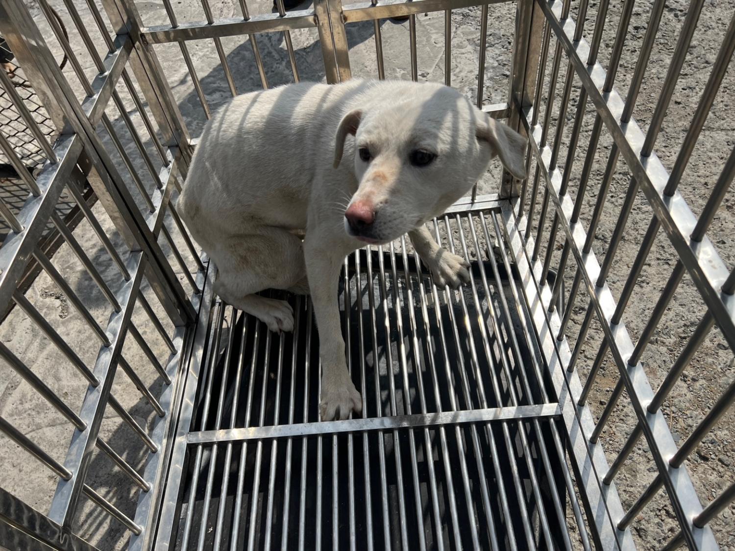 부산동물보호센터_426326202300059