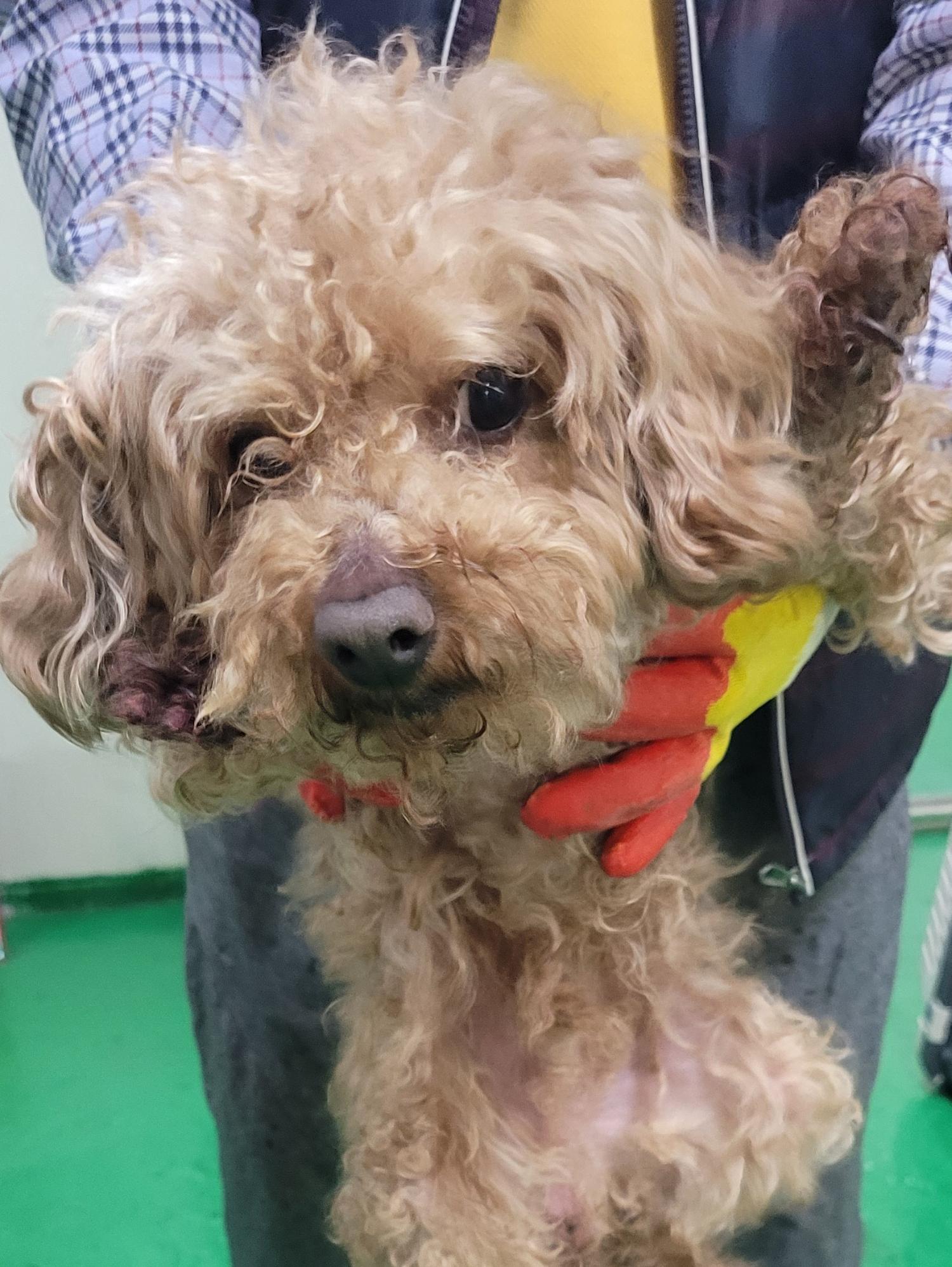 대구유기동물보호협회_427344202300062