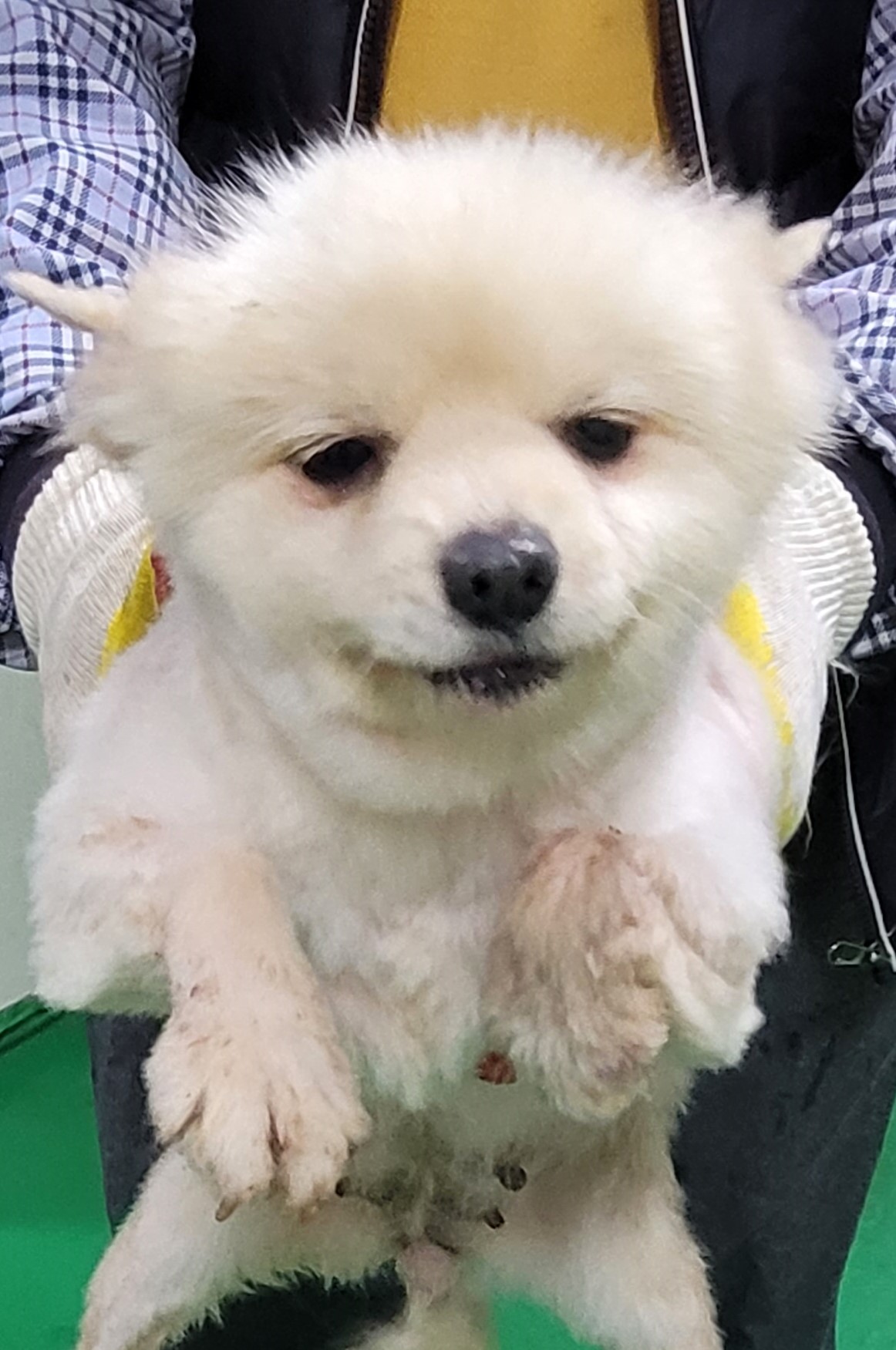 대구유기동물보호협회_427344202300063