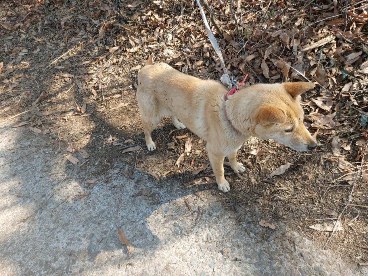 산청동물보호센터_448545202300034