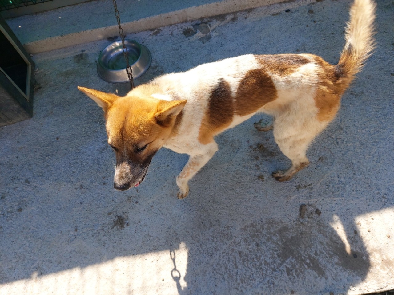 산청동물보호센터_448545202300030