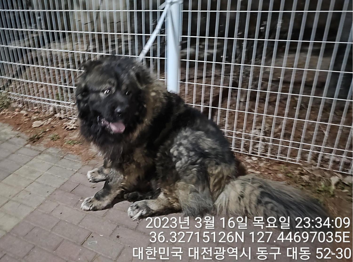 대전동물보호센터_430364202300082