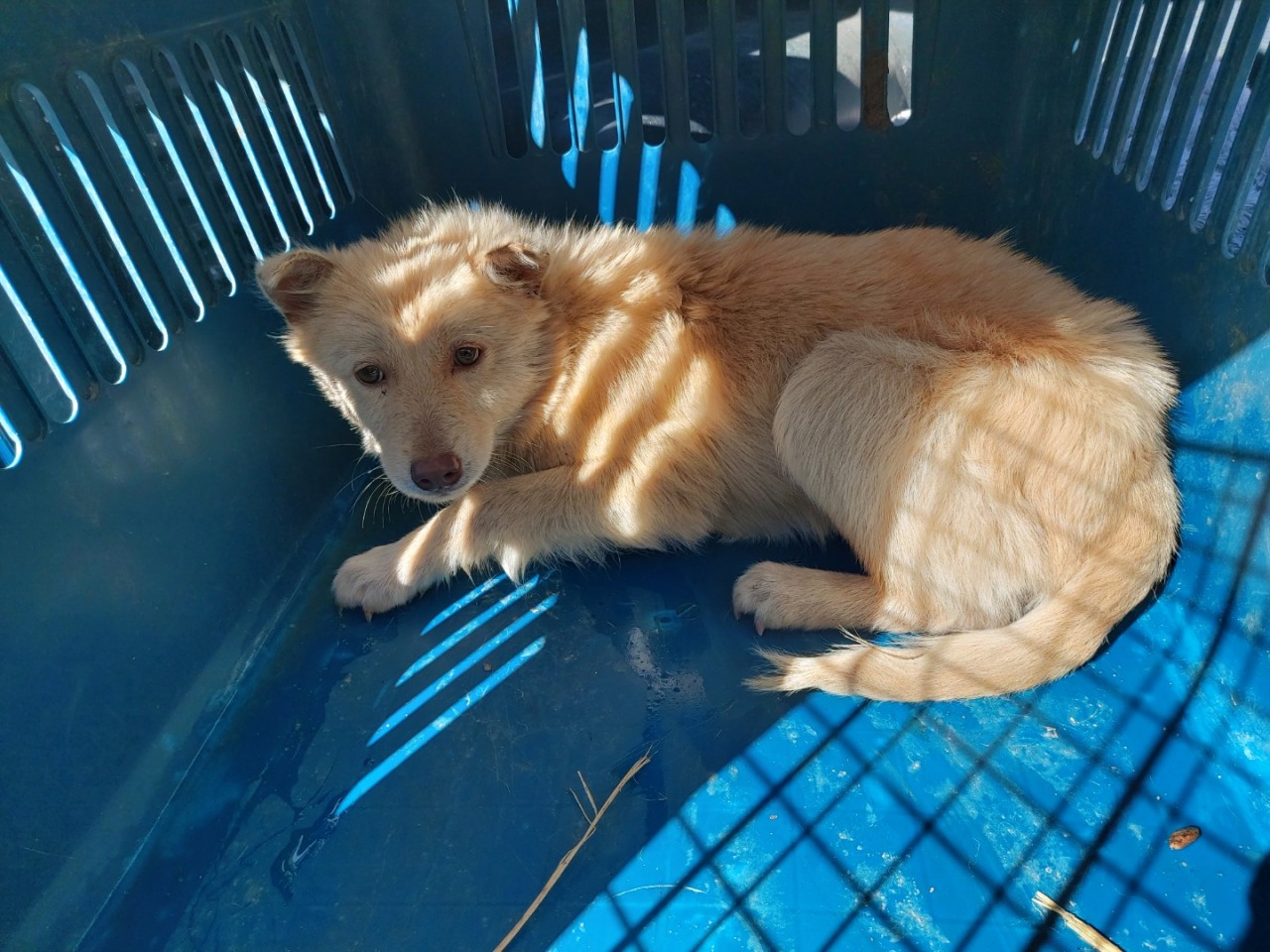 산청동물보호센터_448545202300031
