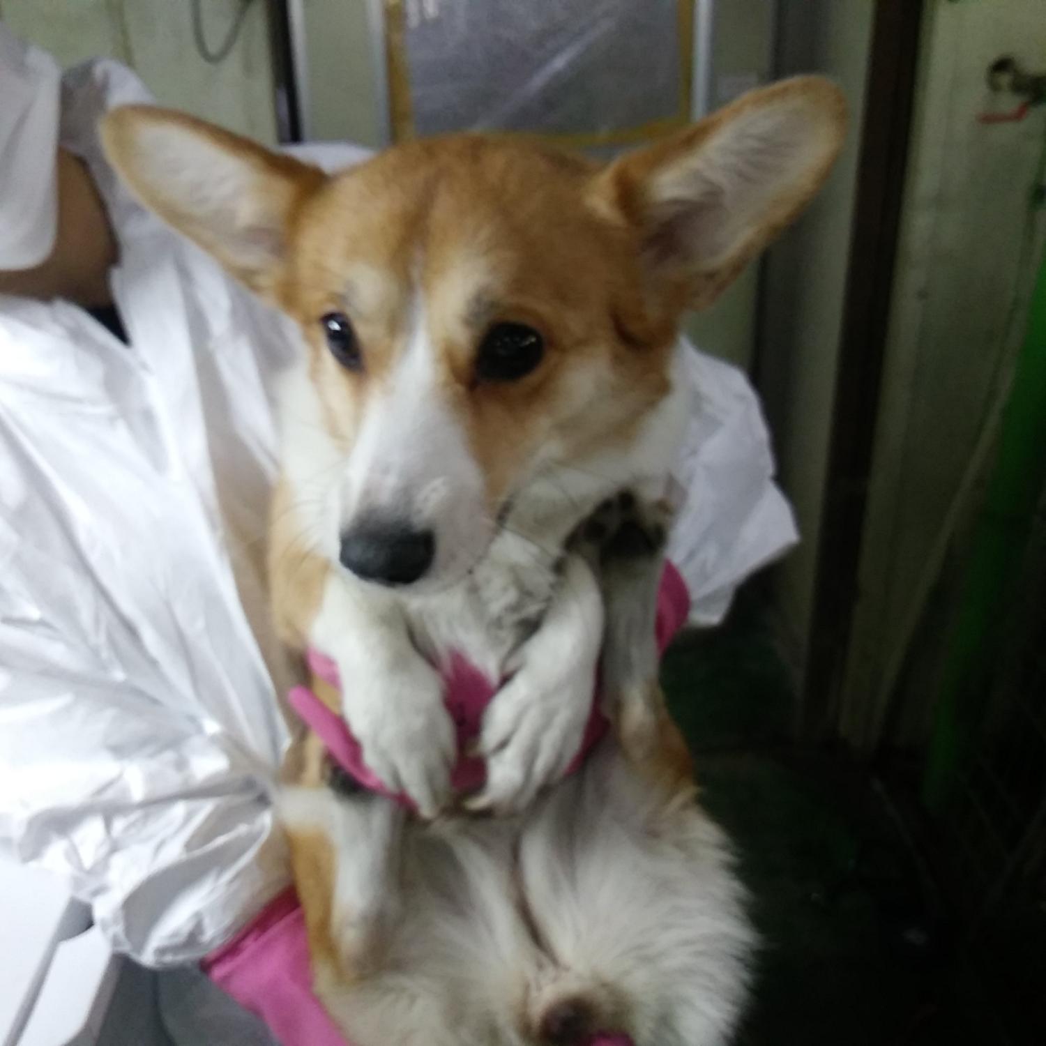 인천광역시수의사회_428351202300111