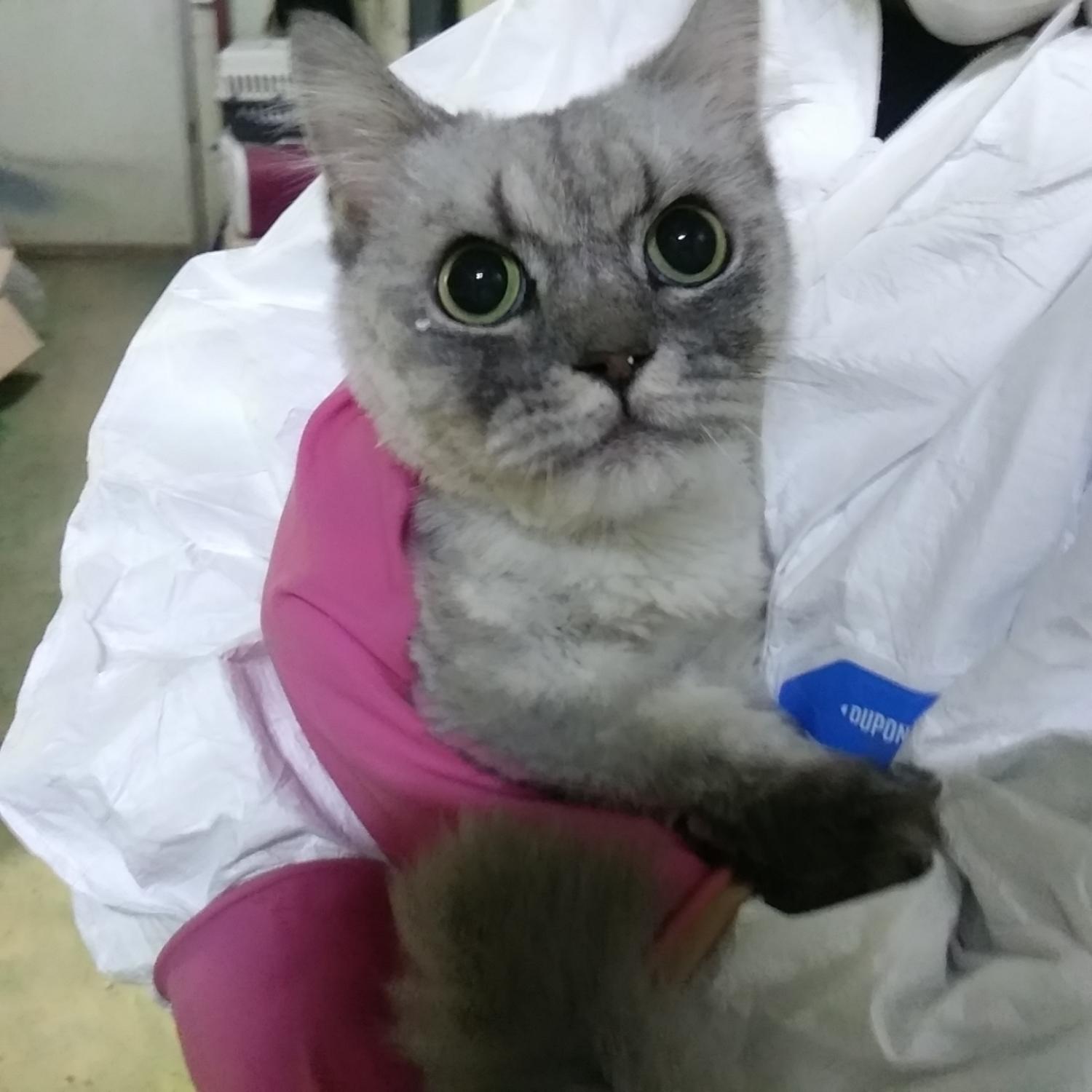인천광역시수의사회_428351202300112