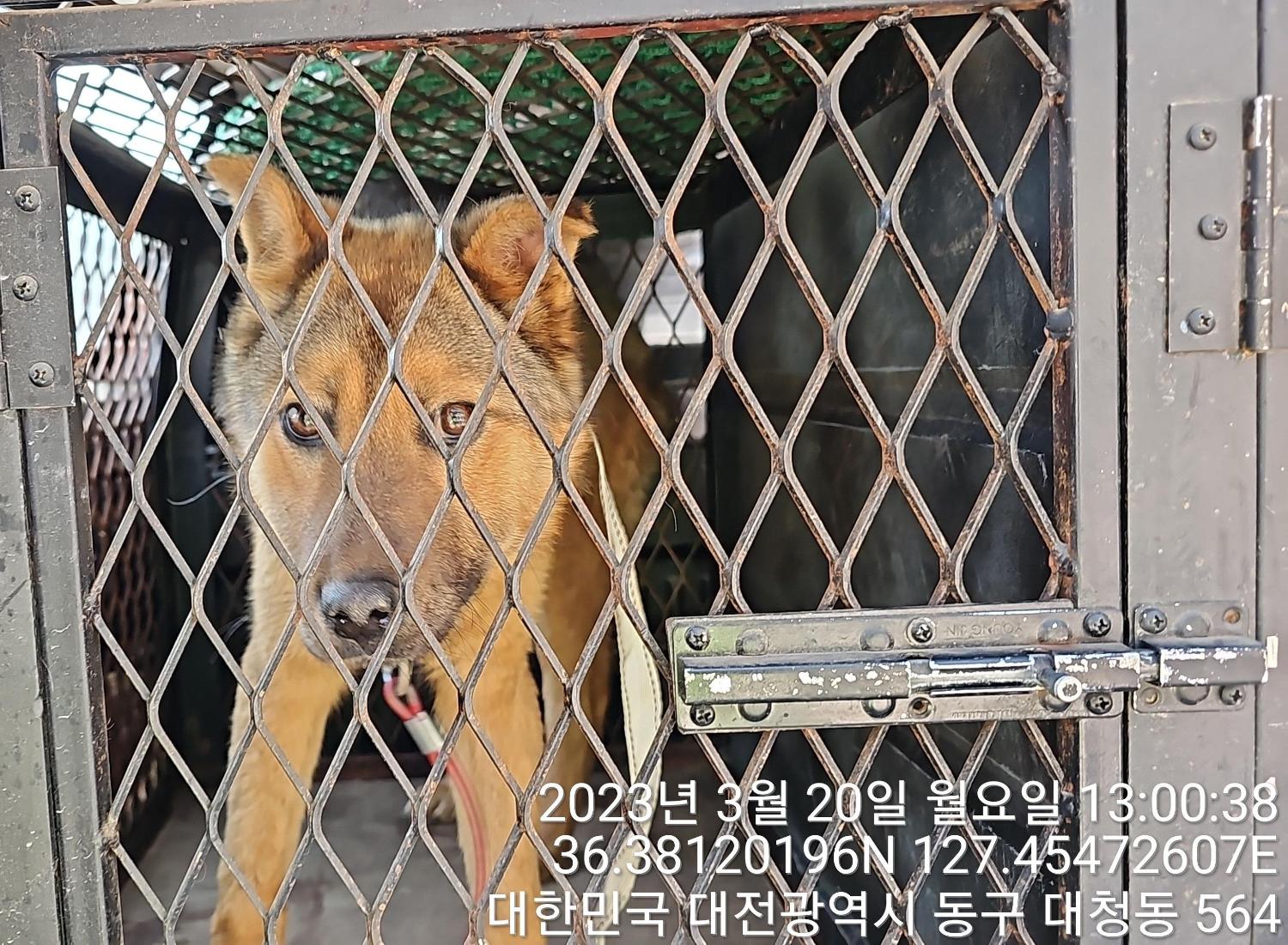 대전동물보호센터_430364202300086