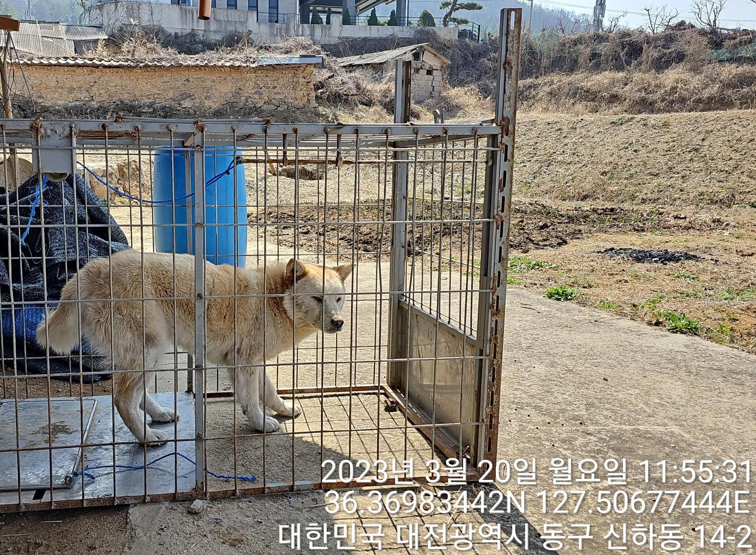 대전동물보호센터_430364202300085