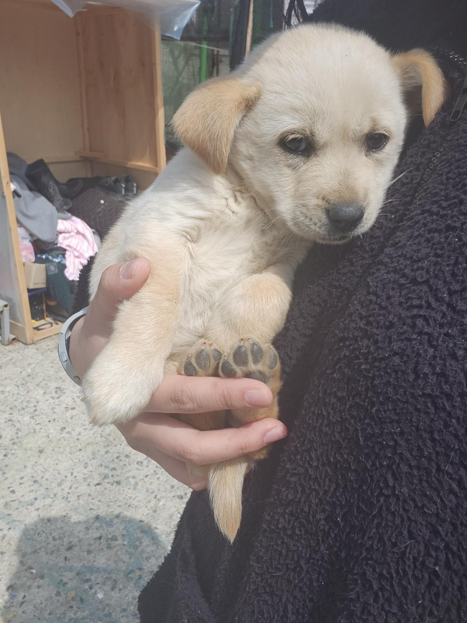 울산유기동물보호센터_431373202300224