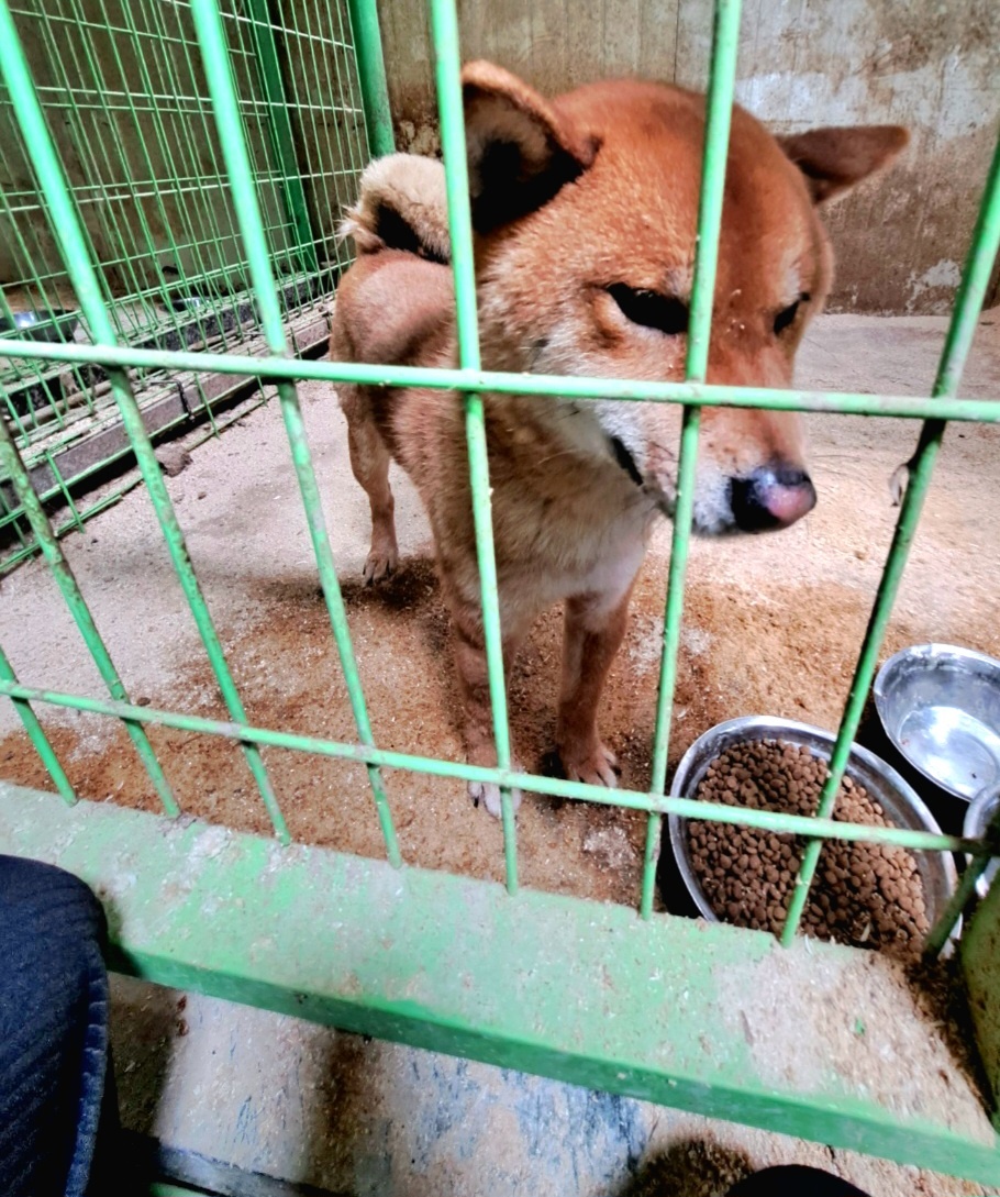 울산유기동물보호센터_431373202300226