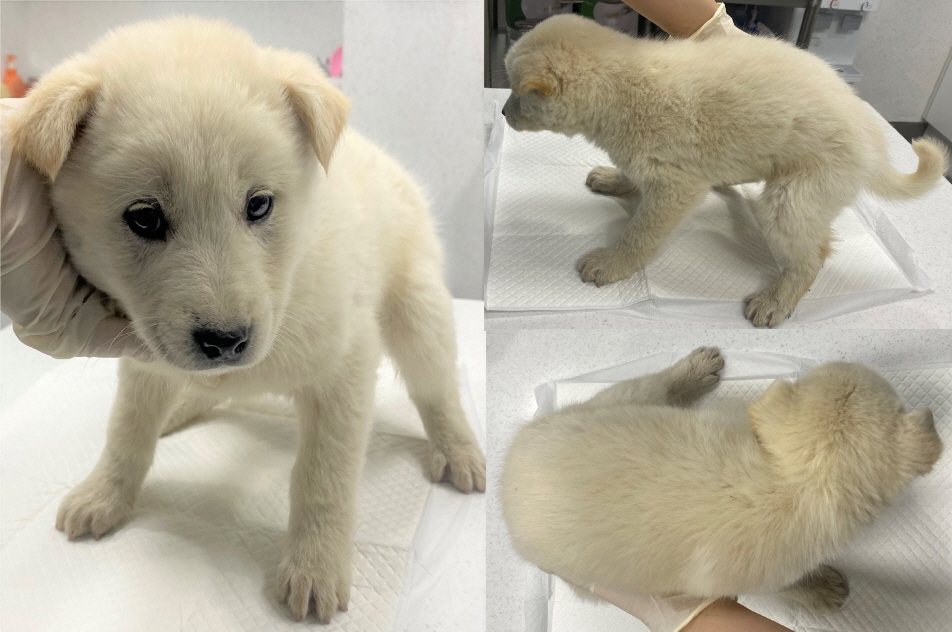 서산시 동물보호센터_444453202300126