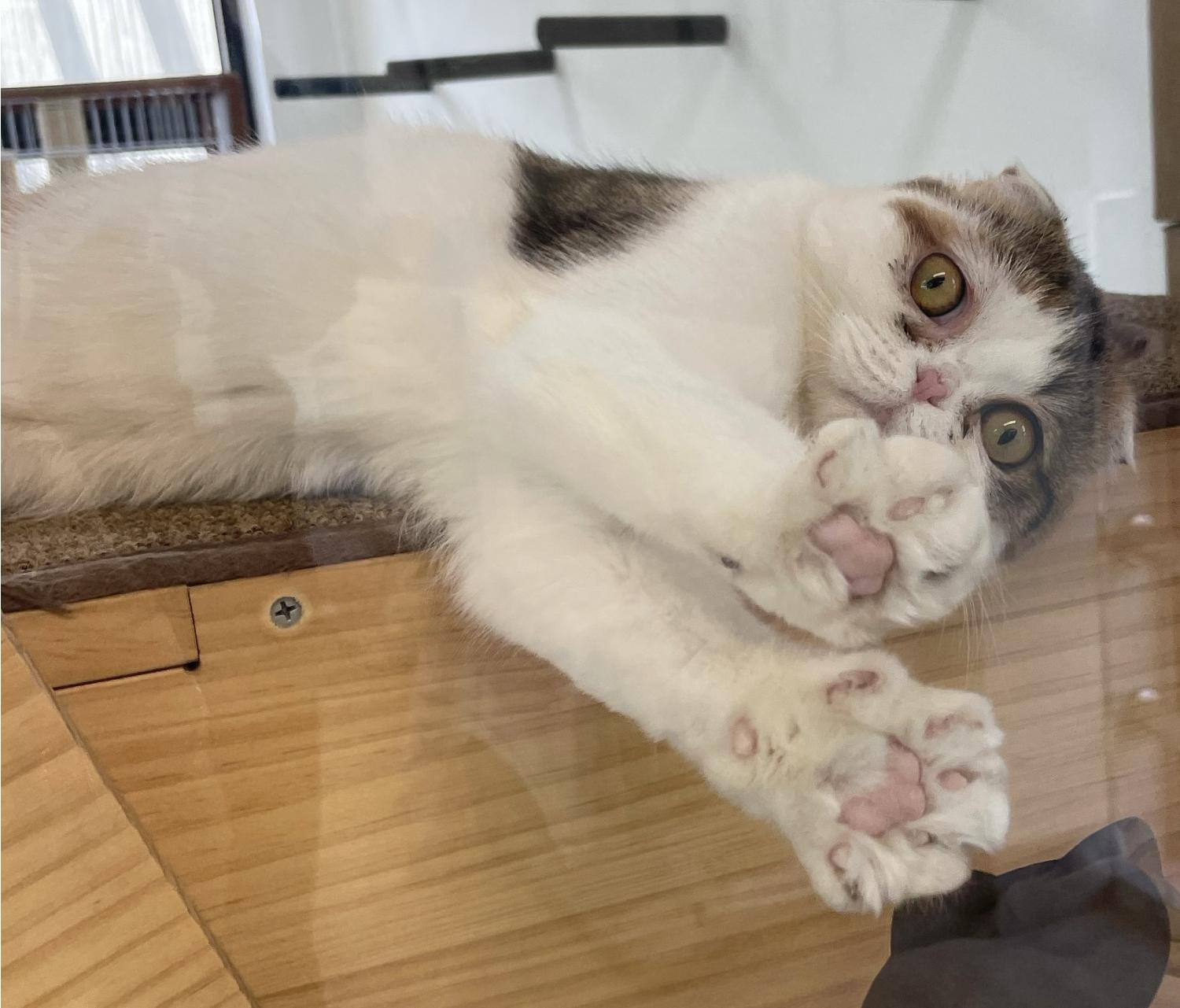 [고양이] 스코티시폴드 경북-경주-2023-00232 유기동물 배경 이미지 입니다.