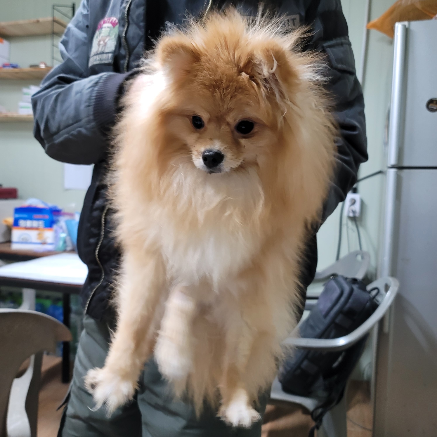 평택시유기동물보호소_441391202300568