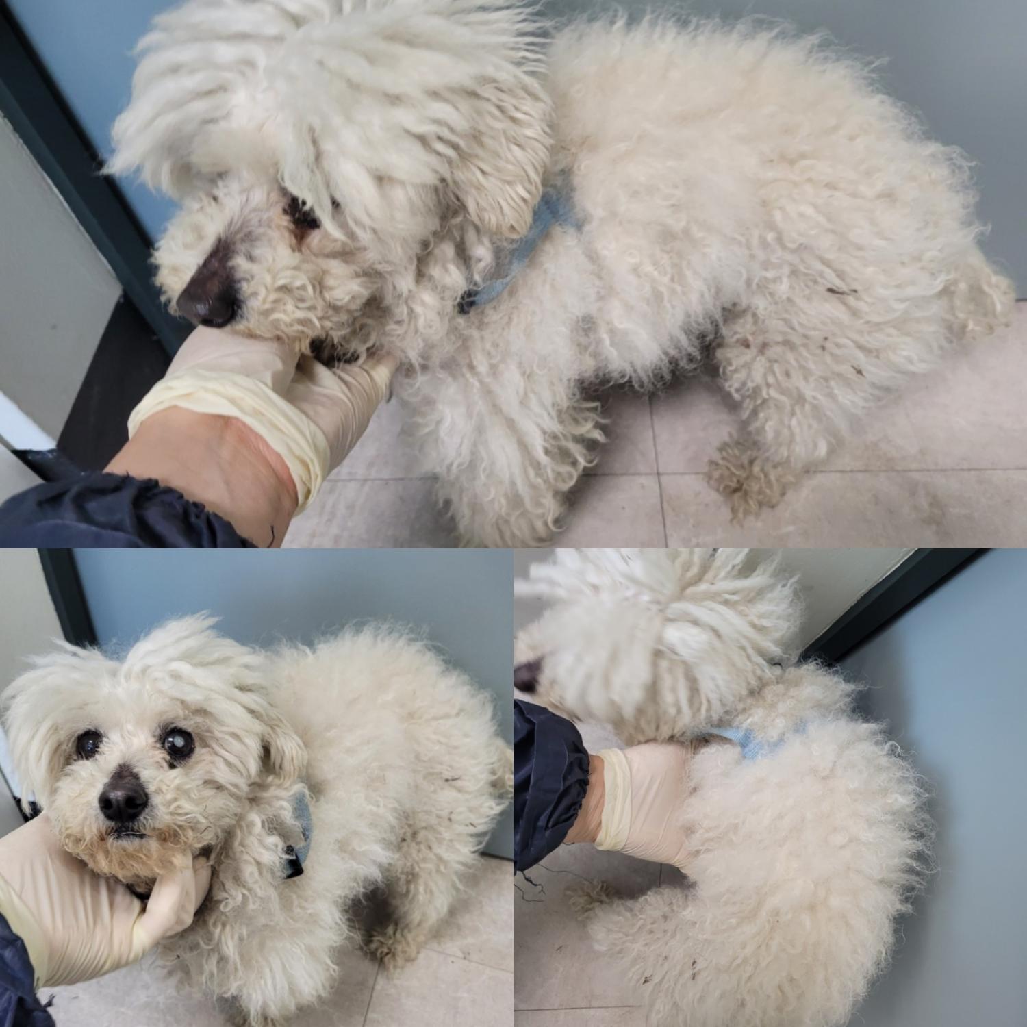 논산시 동물보호센터_444454202300102