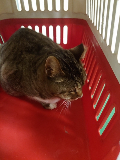 누리동물병원_426333202300080