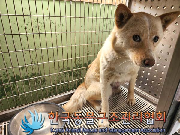 한국동물구조관리협회_441406202300284