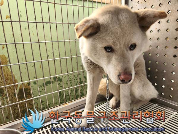 한국동물구조관리협회_441409202300310