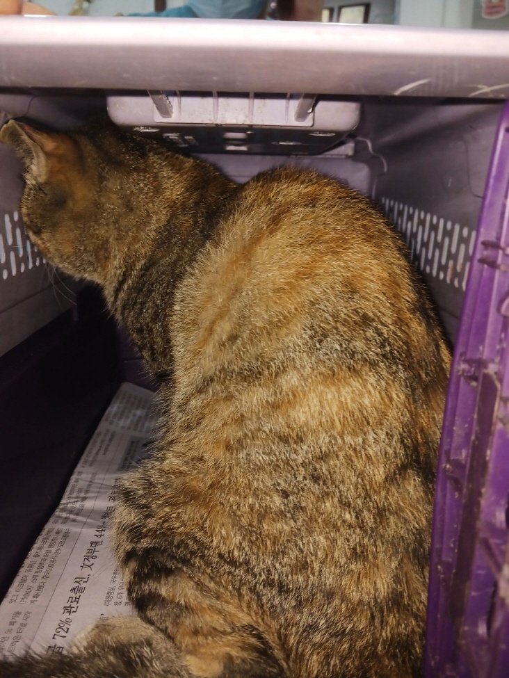 남산동물병원_411302202300104