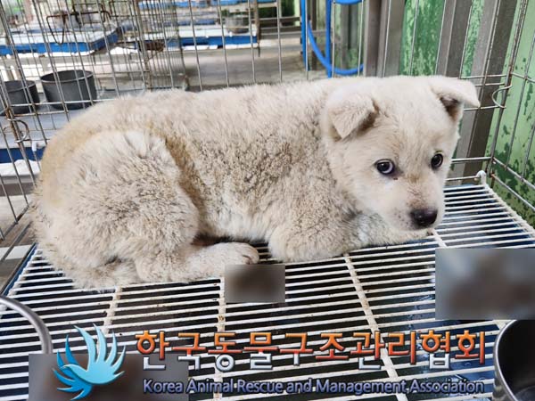 한국동물구조관리협회_441398202300052
