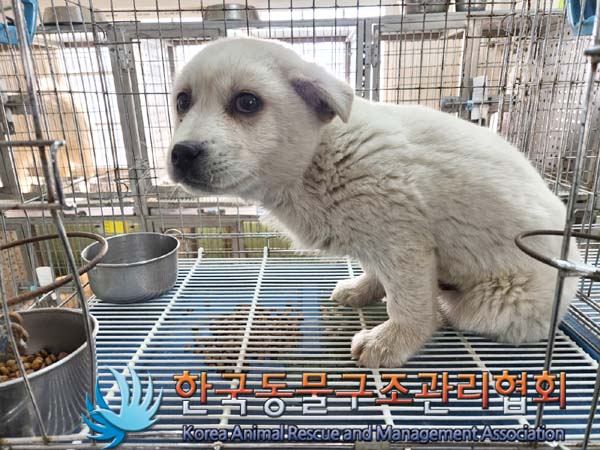 한국동물구조관리협회_441560202300257