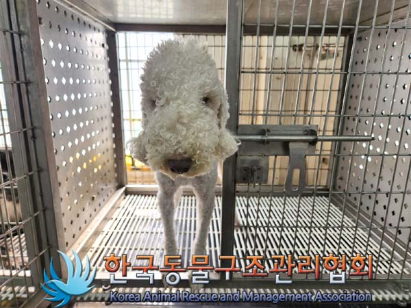 한국동물구조관리협회_411307202300034