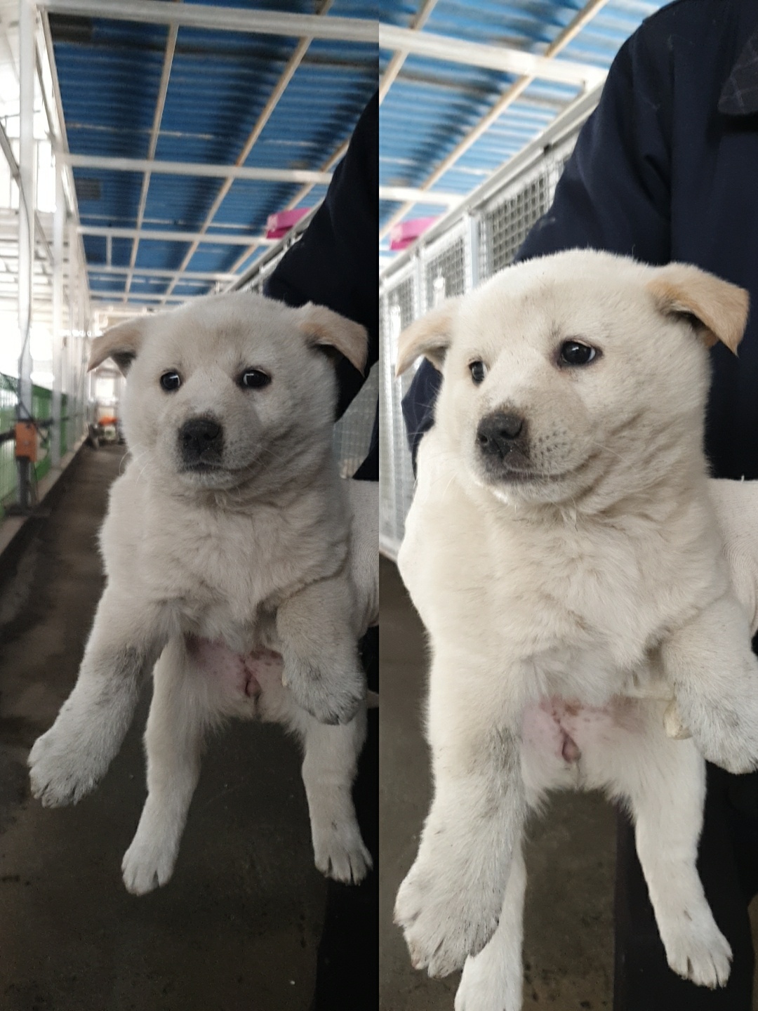 남양동물보호센터_441553202300552