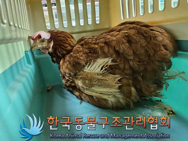 한국동물구조관리협회_441559202300110
