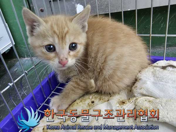 한국동물구조관리협회_411323202300062
