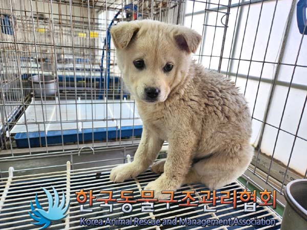 한국동물구조관리협회_441398202300051