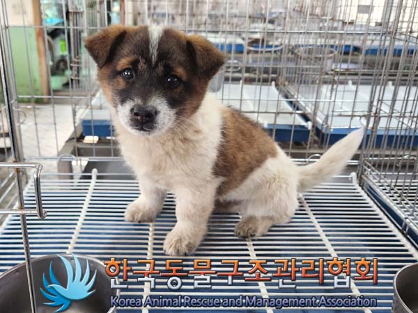한국동물구조관리협회_441409202300309