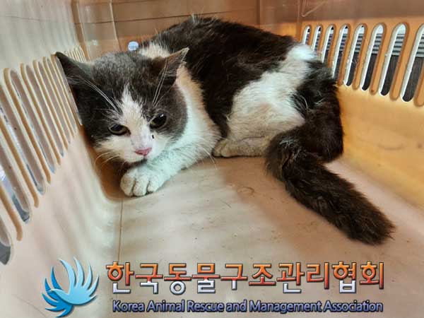 한국동물구조관리협회_441560202300259