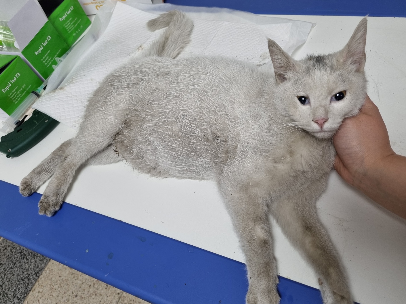 반려동물보호센터_443571202300477