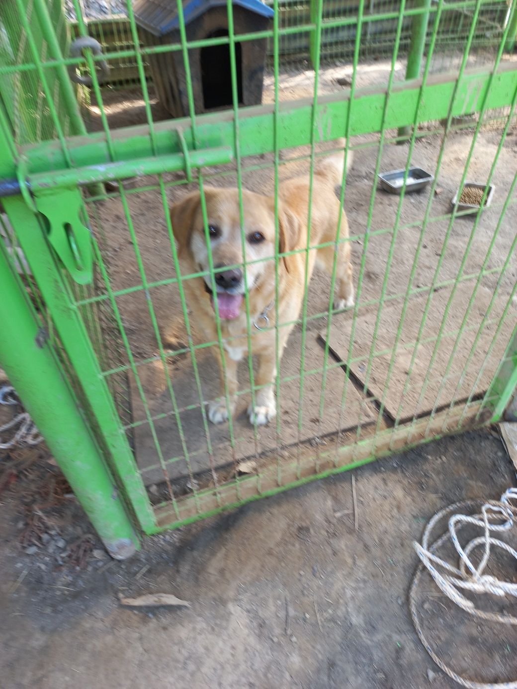 예산동물보호센터_444461202300161