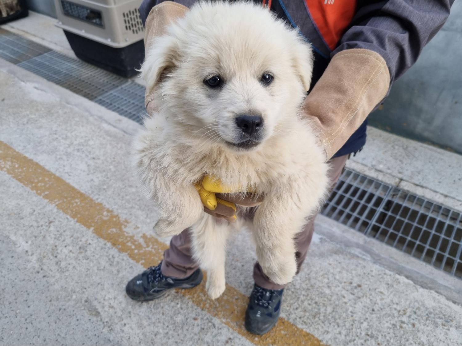 양산시 동물보호센터_448538202300116