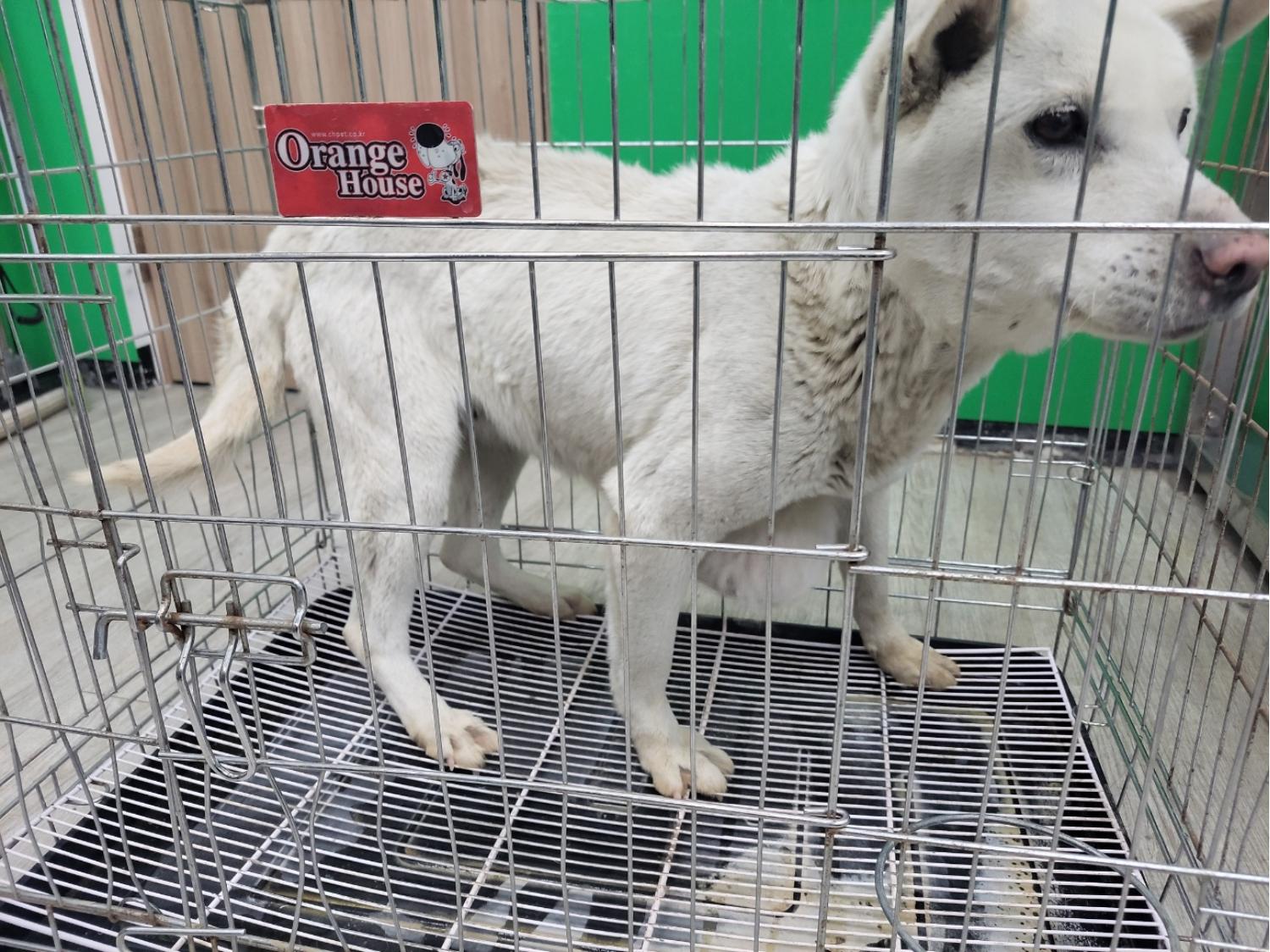 고양시동물보호센터_441394202300400
