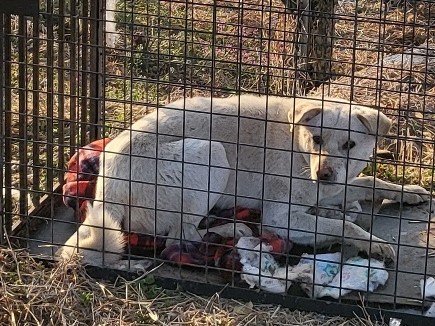 밀양시동물보호센터_448536202300461