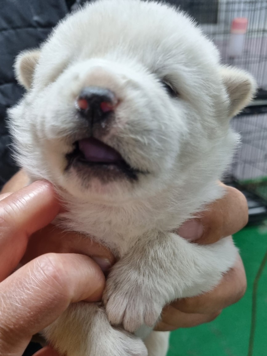 밀양시동물보호센터_448536202300471