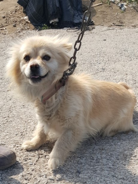 밀양시동물보호센터_448536202300475