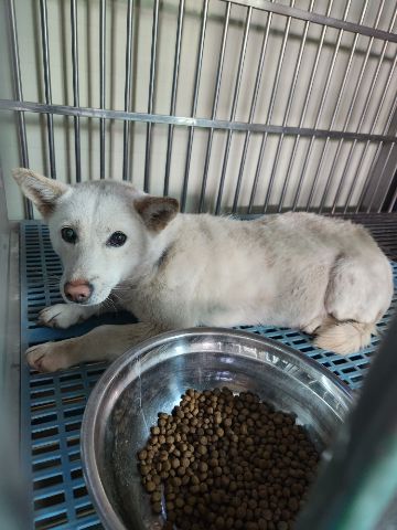 충주시동물보호센터_443439202300112