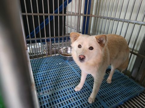 충주시동물보호센터_443439202300113