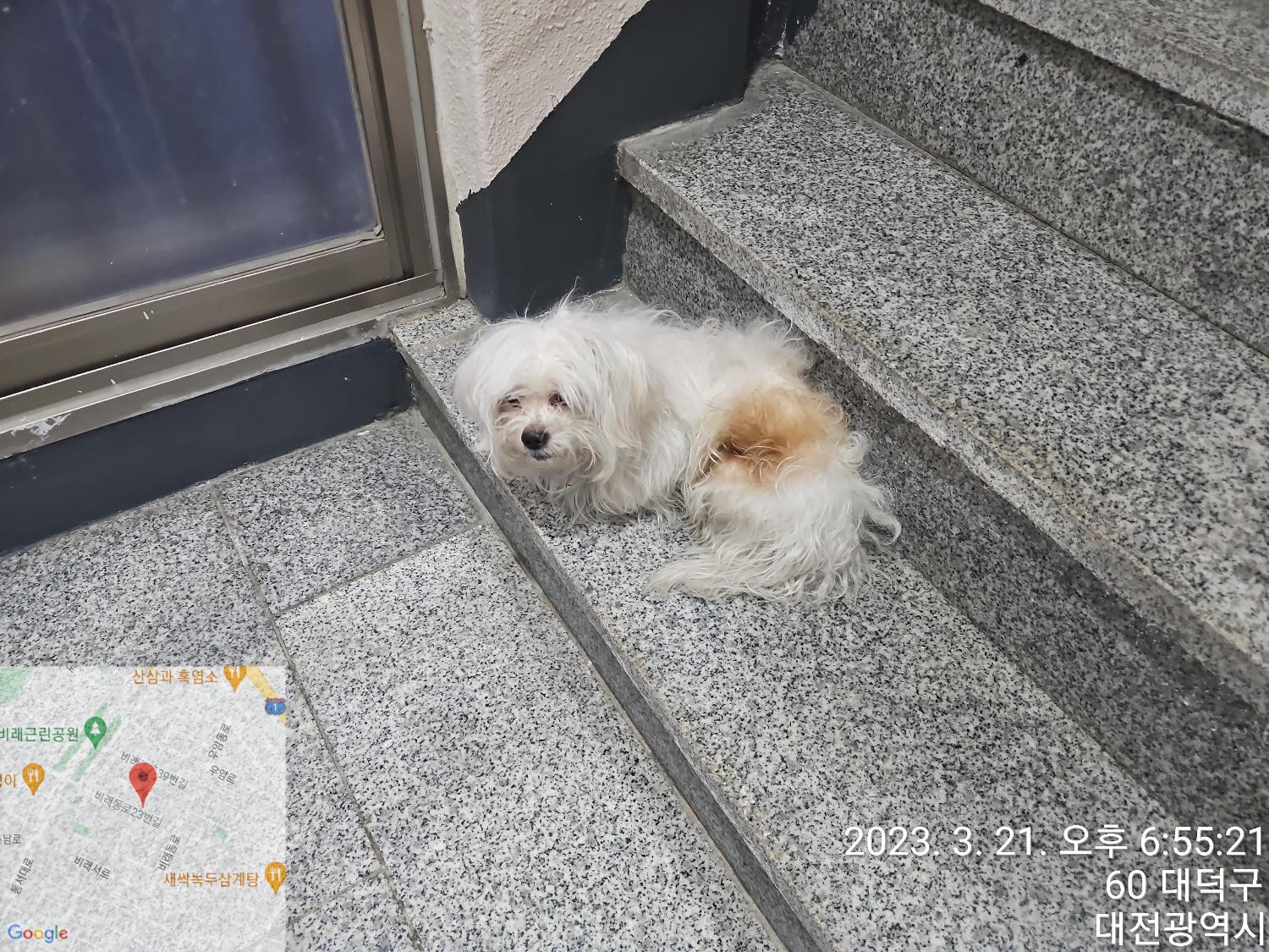 대전동물보호센터_430368202300041