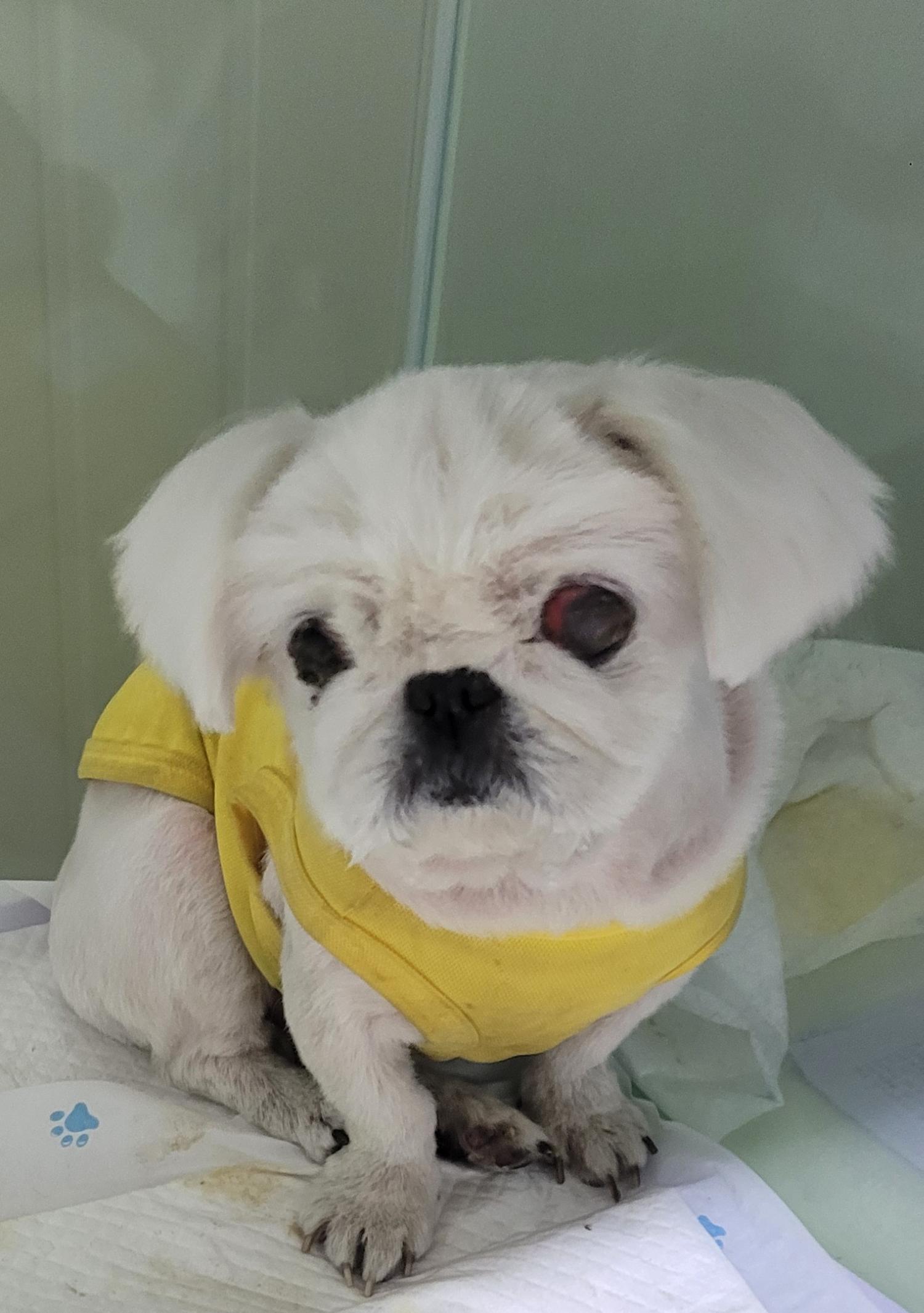 대구유기동물보호협회_427345202300109