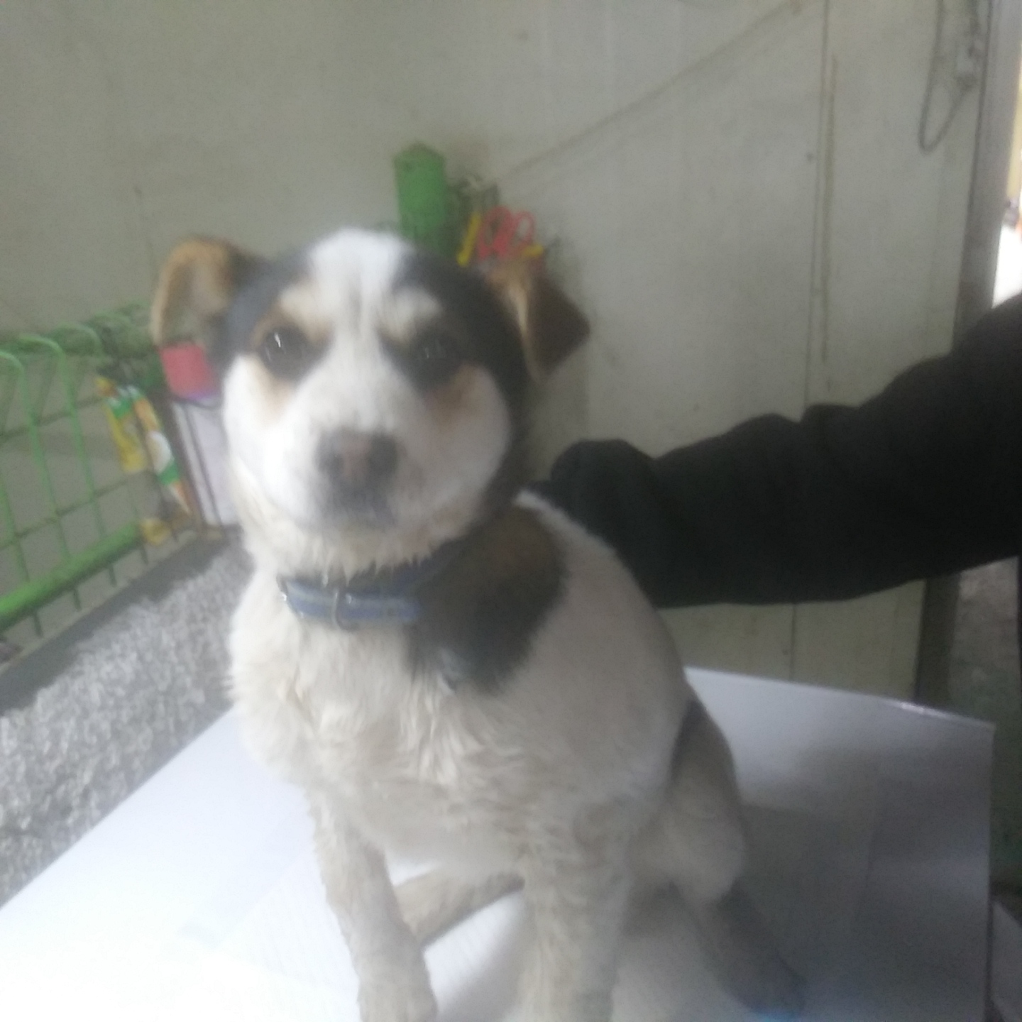 인천수의사회유기동물_428358202300036