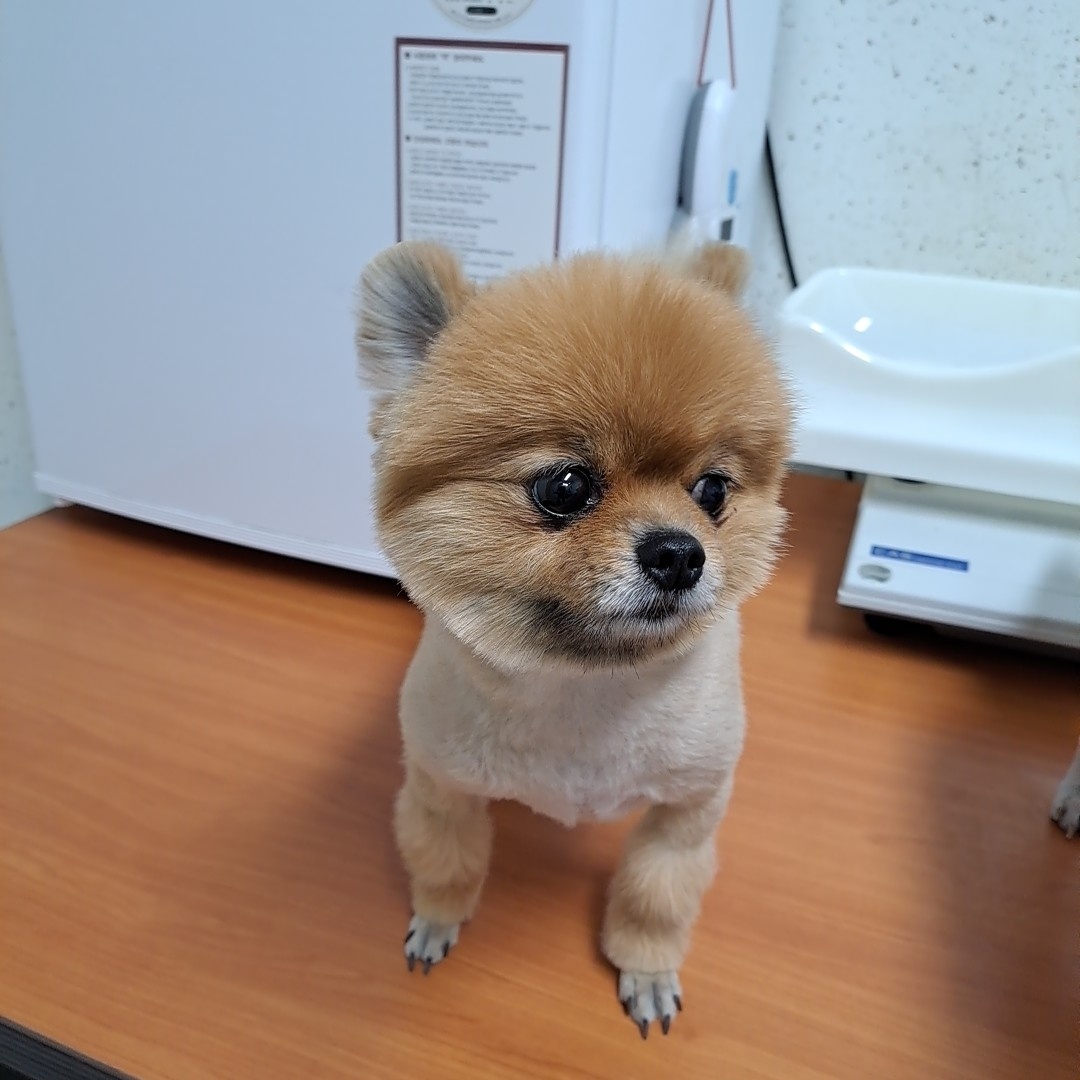 수원시 동물보호센터_441374202300198
