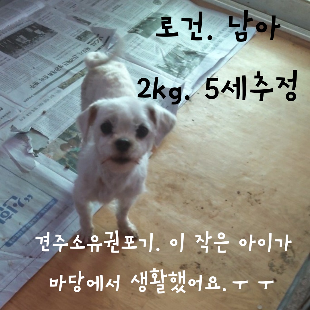 보호중 말티즈의 가…