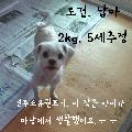 전남 장성 삼서면에서  말티즈 발견 보호