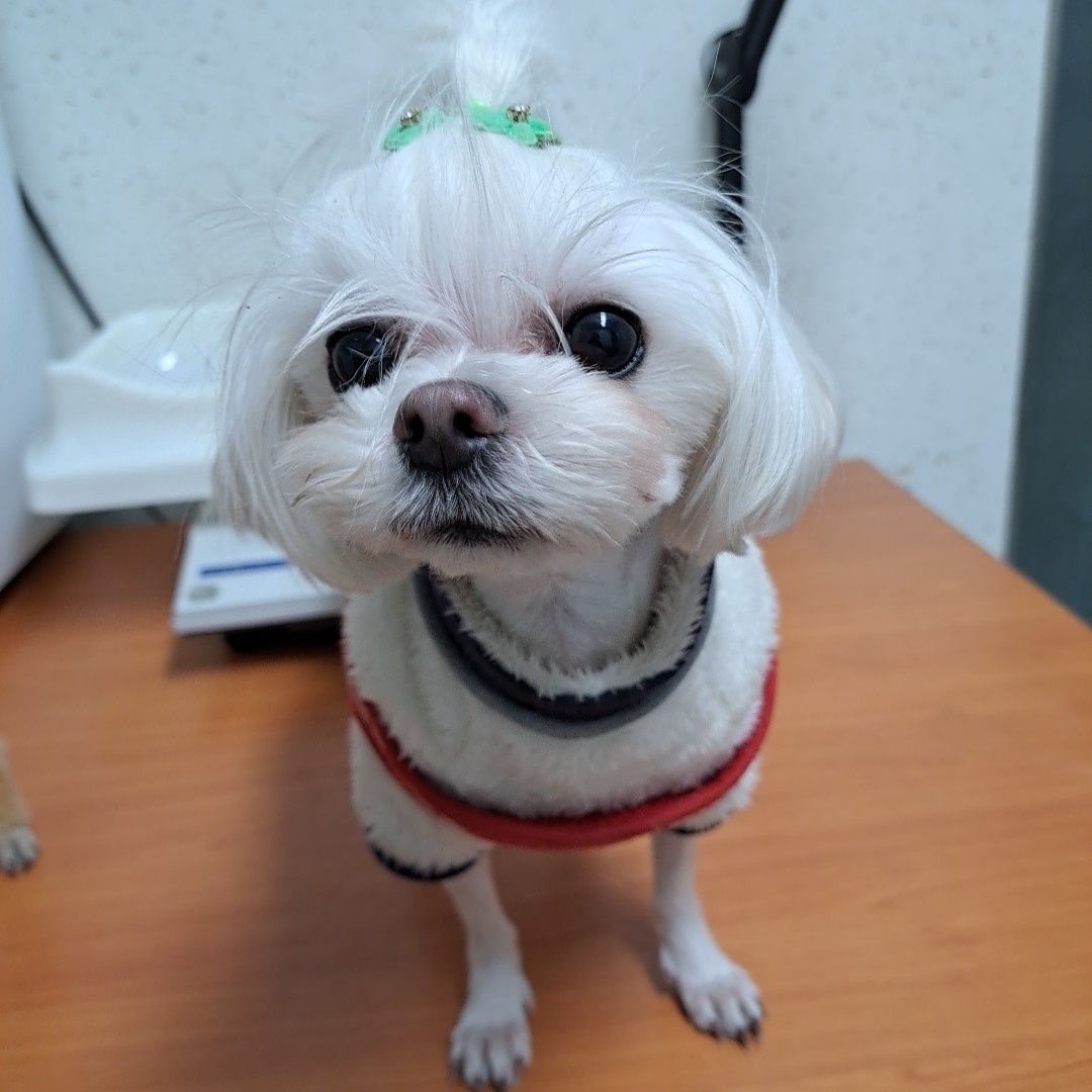 수원시 동물보호센터_441374202300197