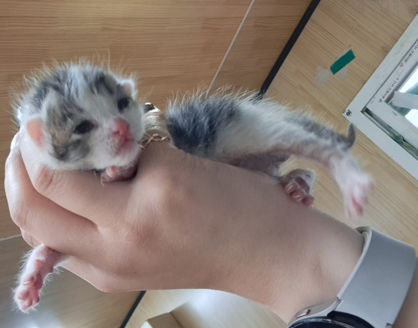울산유기동물보호센터_431369202300109