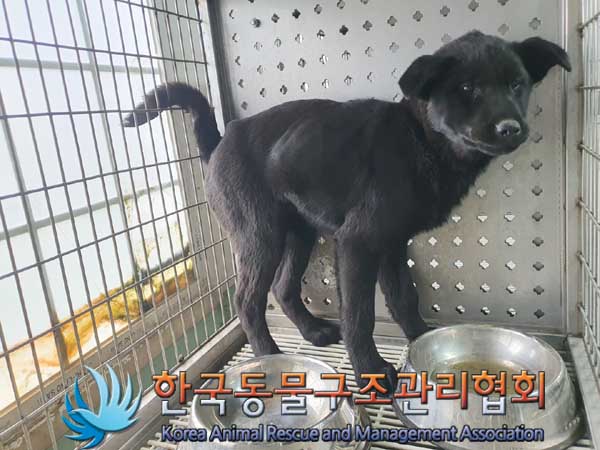 한국동물구조관리협회_441409202300313