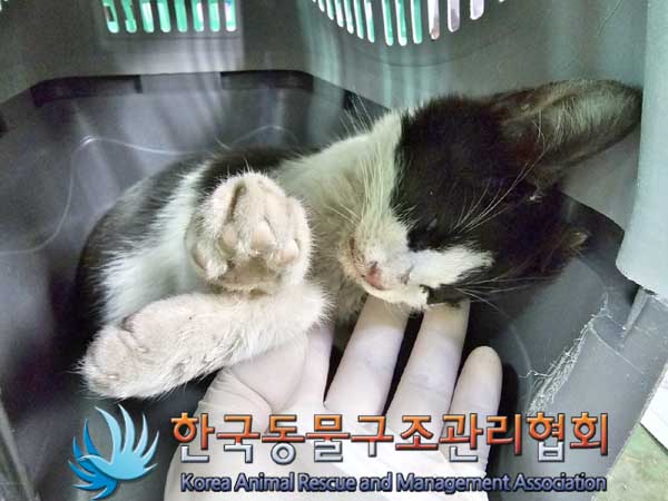 한국동물구조관리협회_441559202300112