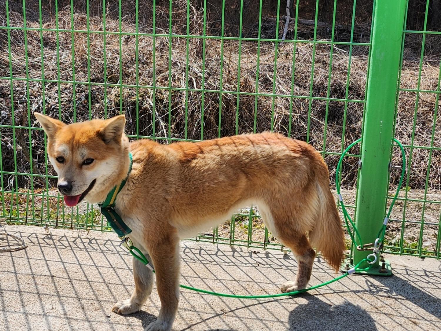 홍천군유기동물보호소_442425202300170